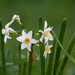 Bunch-flowered Daffodil - Photo (c) Manos Christofis, some rights reserved (CC BY-NC), uploaded by Manos Christofis