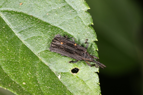 Uroplata interrupta