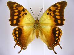 Charaxes candiope