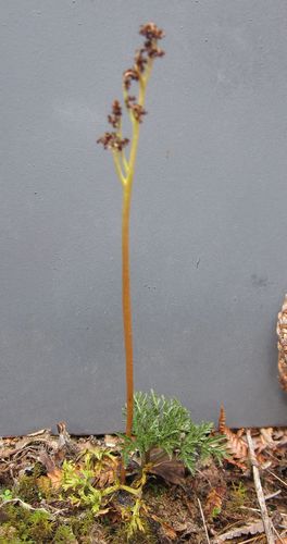 Sceptridium australe (Sceptridium australe)