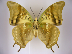 Charaxes candiope