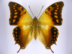 Charaxes candiope