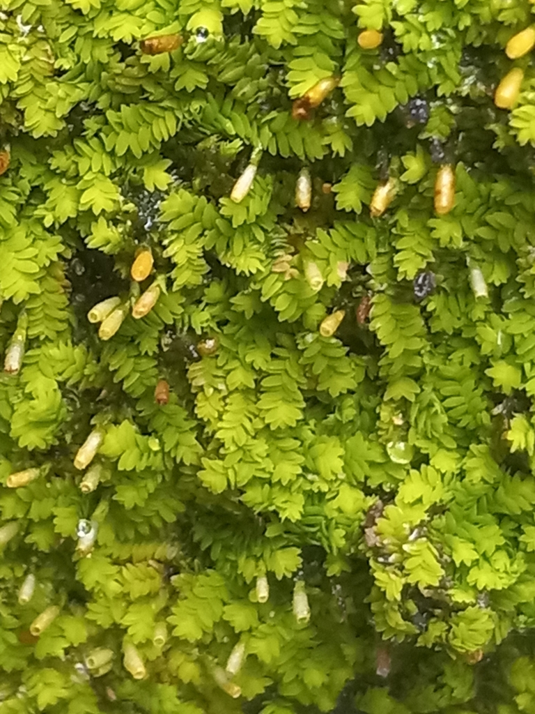 Erpodium domingense