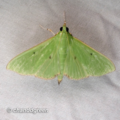 Parotis punctiferalis