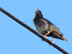 Sturnus vulgaris