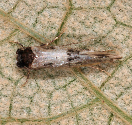 Ascalenia vanella