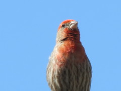 Haemorhous mexicanus