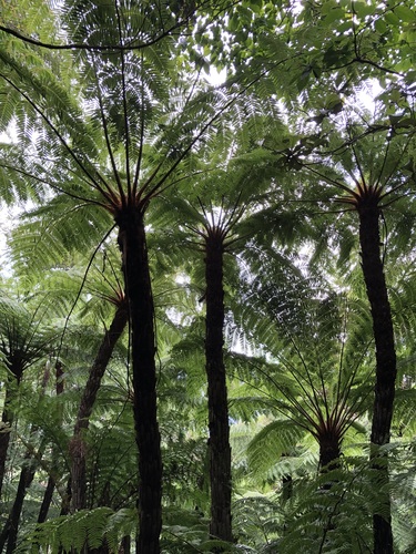 Dicksonia karsteniana, 2023-12-10