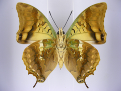 Charaxes candiope
