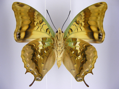 Charaxes candiope