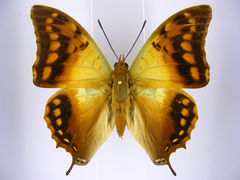 Charaxes candiope