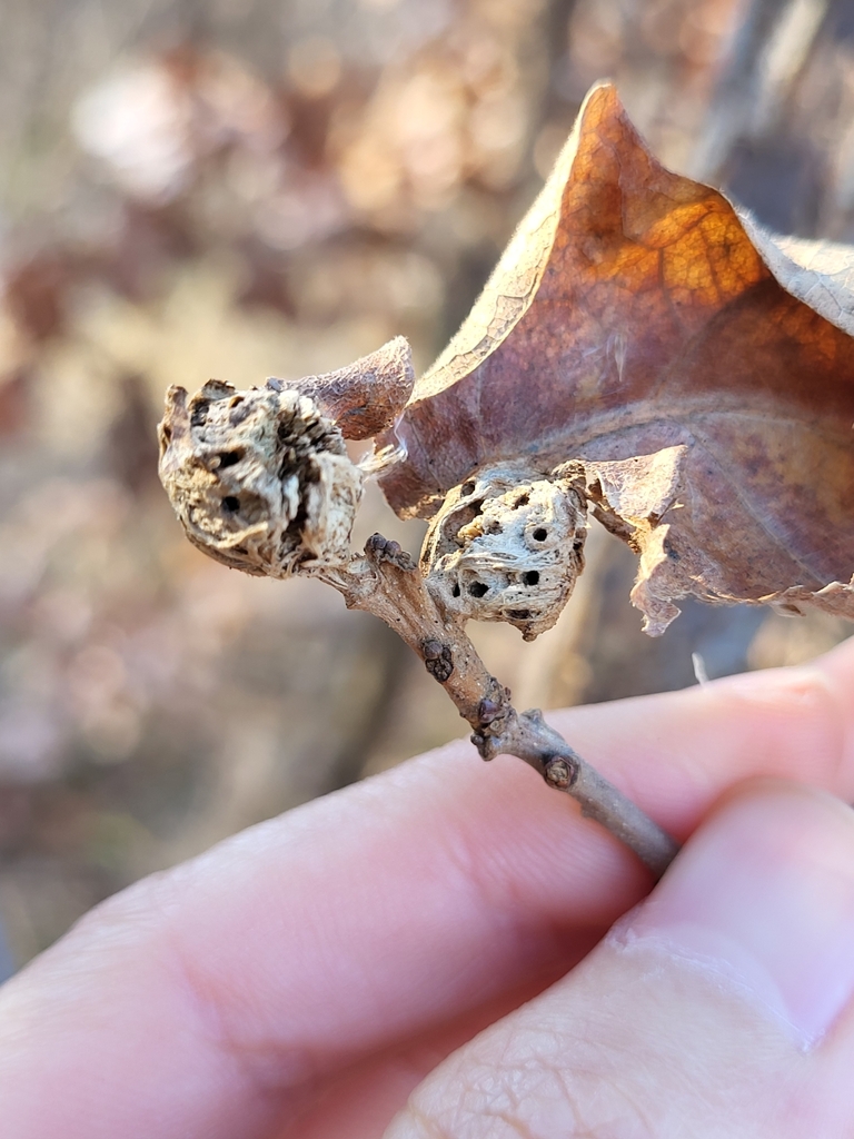 Oak Petiole Gall Wasp from Brooklyn, NY 11234, USA on December 21, 2023
