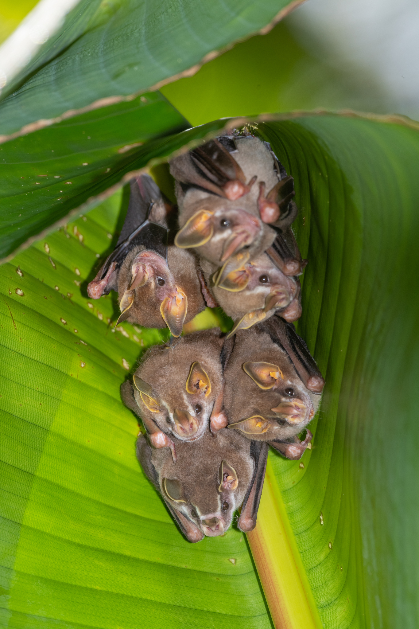 Little Fruit-Eating Bat