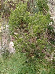 Baccharis tola