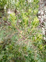 Baccharis tola