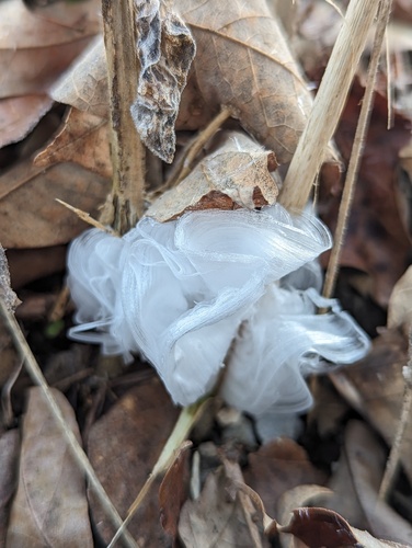 Verbesina virginica