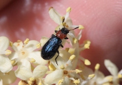 Loedelia maculicollis