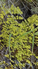 Adiantum orbignyanum