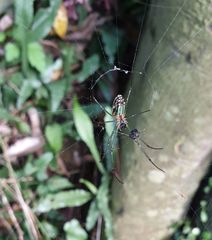Leucauge blanda