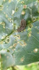 Eocanthecona concinna