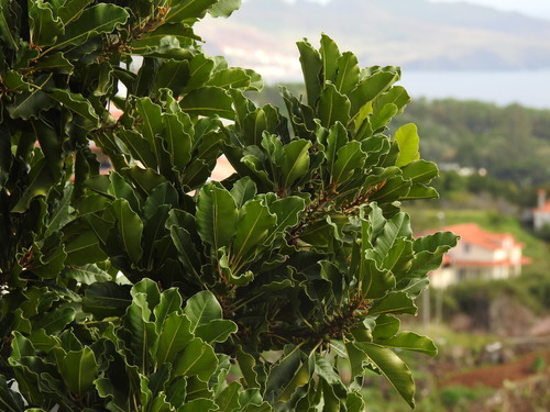 Sideroxylon mirmulano (Sideroxylon mirmulano)