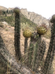 Corryocactus melanotrichus