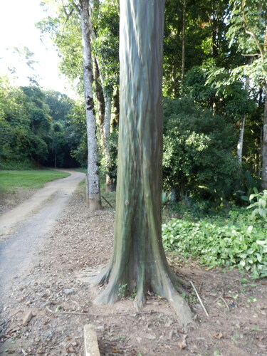 Calycophyllum spruceanum, photograph 6