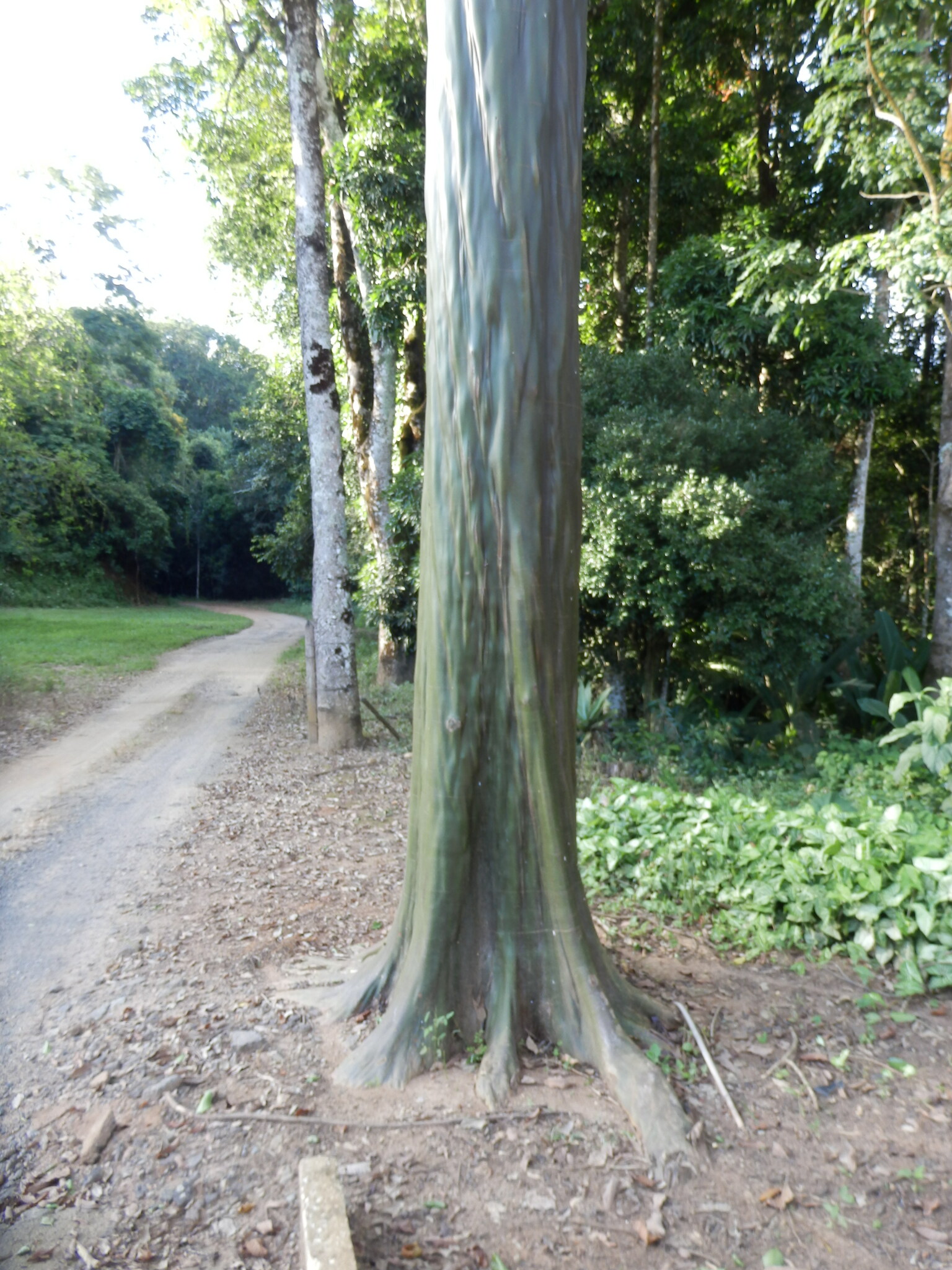 Foto de Calycophyllum spruceanum (Benth.) Hook.f. ex K.Schum.
