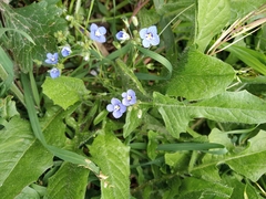 Veronica glauca