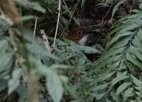 Red-and-white Antpitta (Grallaria erythroleuca), photo 7
