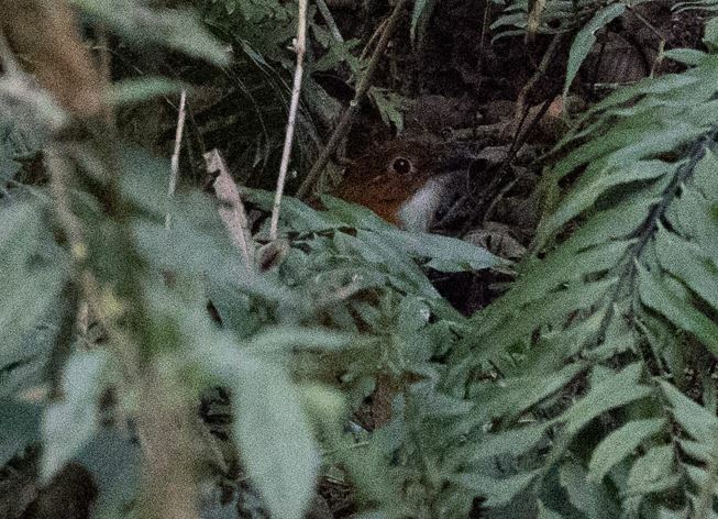 Red-and-white Antpitta (Grallaria erythroleuca), photo 6