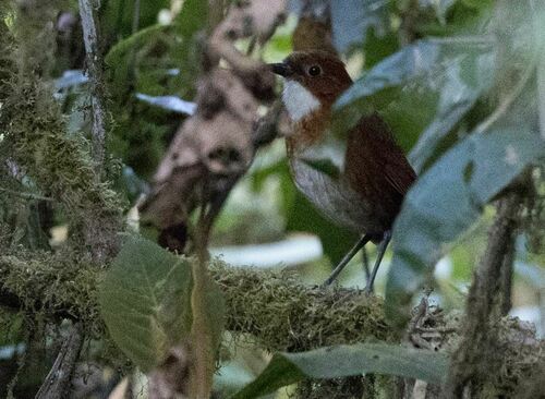 Red-and-white Antpitta (Grallaria erythroleuca), photo 9