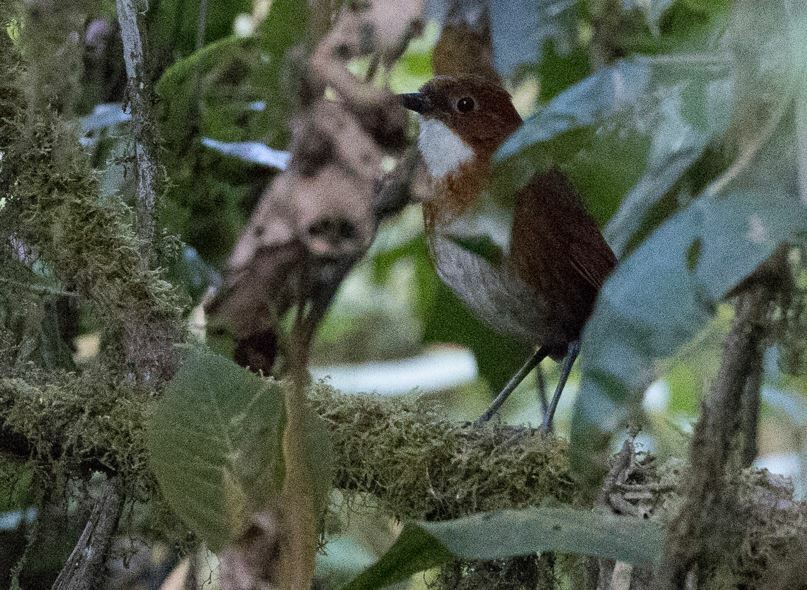 Red-and-white Antpitta (Grallaria erythroleuca), photo 4
