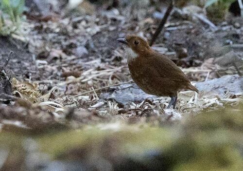 Red-and-white Antpitta (Grallaria erythroleuca), photo 5