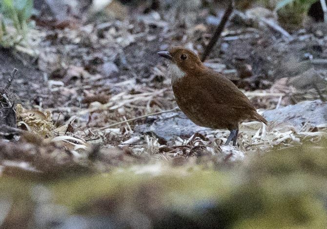 Red-and-white Antpitta (Grallaria erythroleuca), photo 5