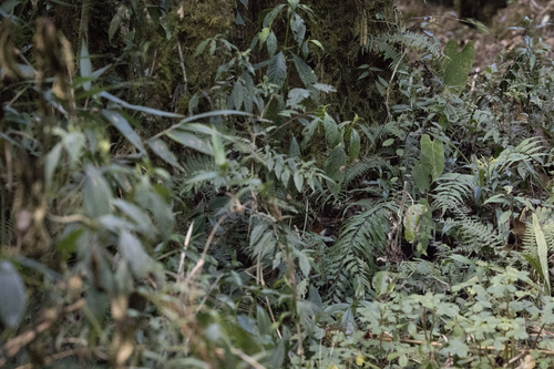 Red-and-white Antpitta (Grallaria erythroleuca), photo 8