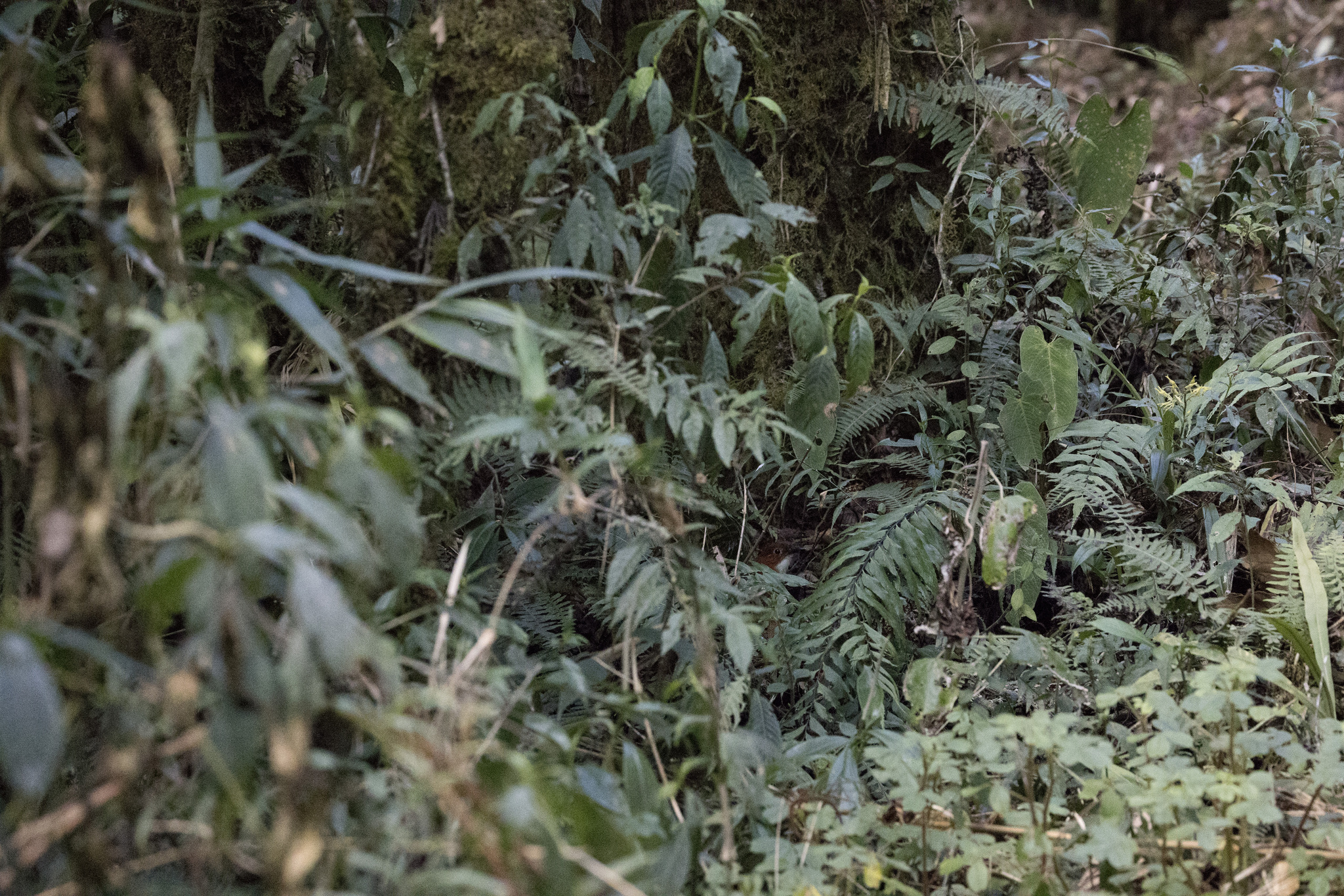 Red-and-white Antpitta (Grallaria erythroleuca), photo 7