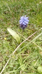 Muscari latifolium