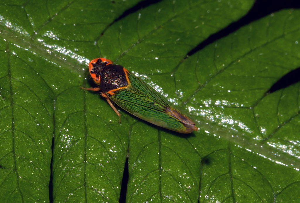 Makilingiini