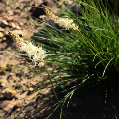 Bulbinella trinervis