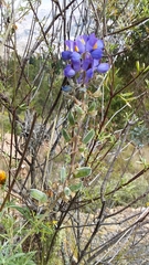 Lupinus altimontanus