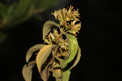 Calea ternifolia