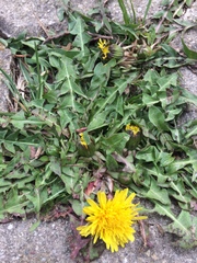 Taraxacum officinale