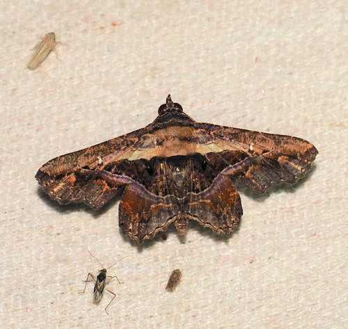 Helia subjugua