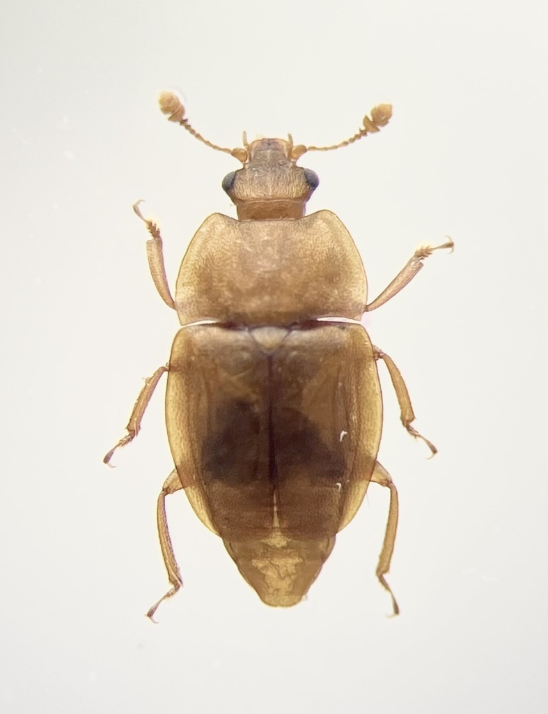 Epuraea horni