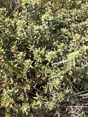 Thymelaea tinctoria