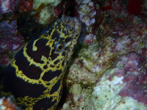Chain Moray