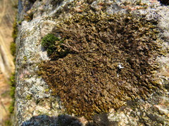 Xanthoparmelia pulla