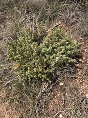 Thymelaea tinctoria