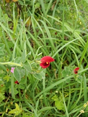 Lotus tetragonolobus